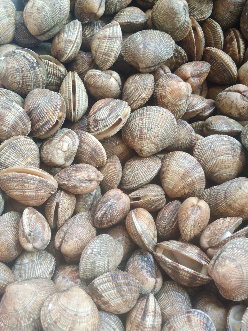 核桃贝老头贝金钱贝鲜贝22头左右