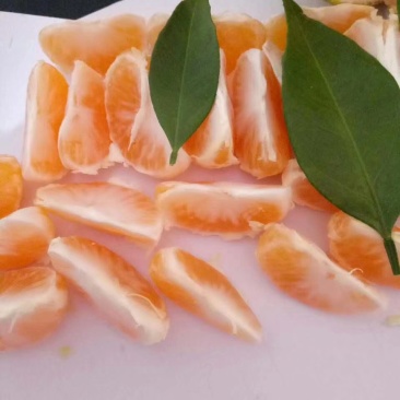 宜昌早熟蜜橘口感酸甜皮薄多汁，现摘现发客户至上欢迎来电
