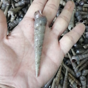 黄蚬子，香螺，海螺，红螺，钉螺