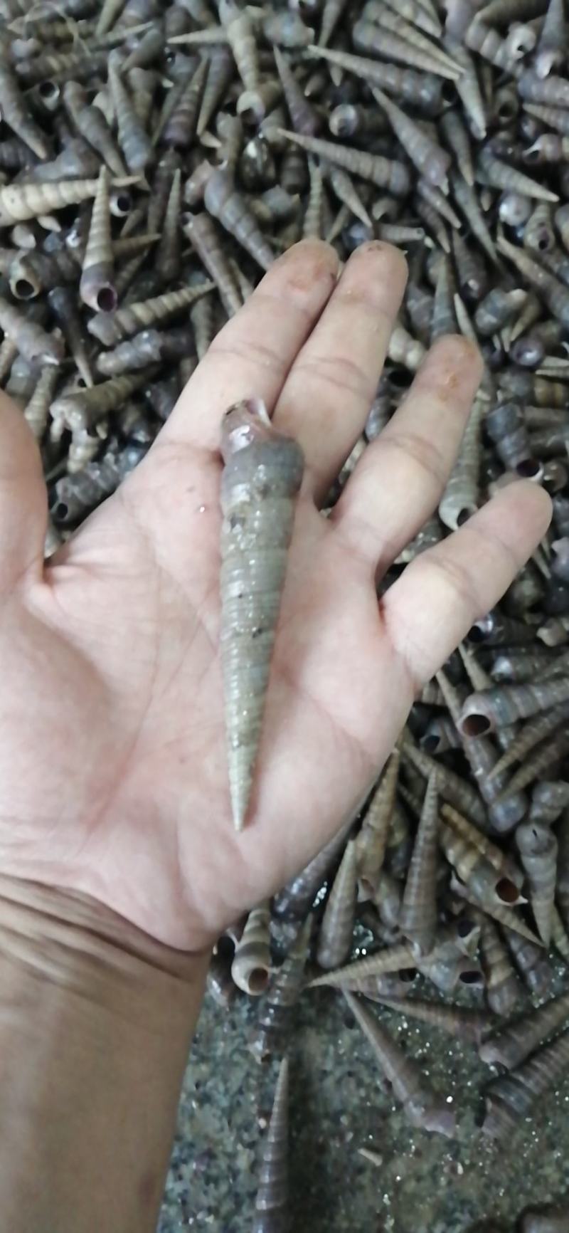 黄蚬子，香螺，海螺，红螺，钉螺