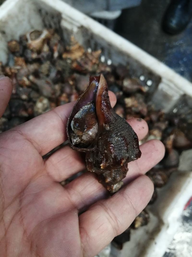 黄蚬子，香螺，海螺，红螺，钉螺