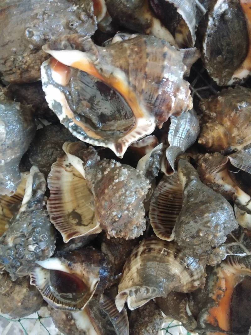 黄蚬子，香螺，海螺，红螺，钉螺