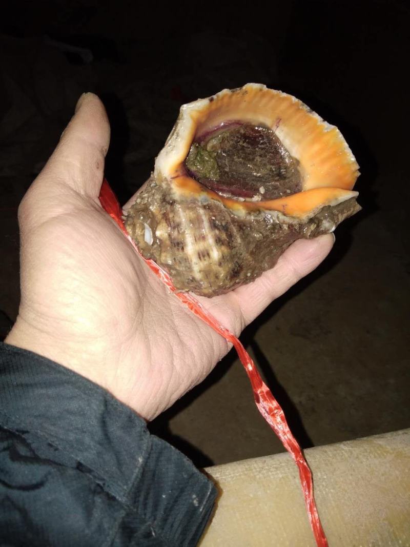 黄蚬子，香螺，海螺，红螺，钉螺