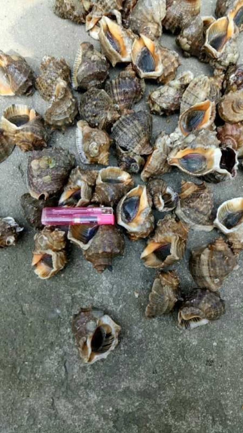 黄蚬子，香螺，海螺，红螺，钉螺