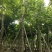 保质保量火焰木、细叶榄仁12-20公分
