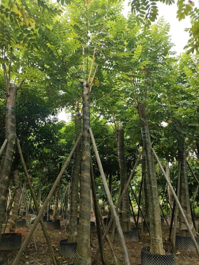 保质保量火焰木、细叶榄仁12-20公分