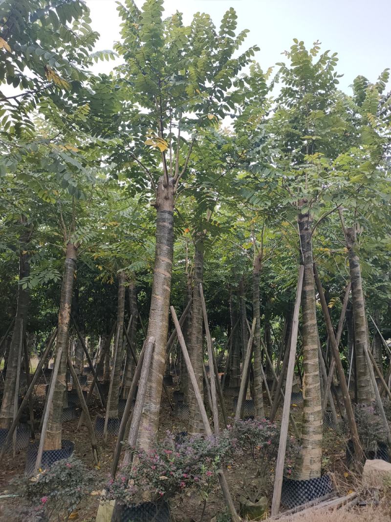 保质保量火焰木、细叶榄仁12-20公分