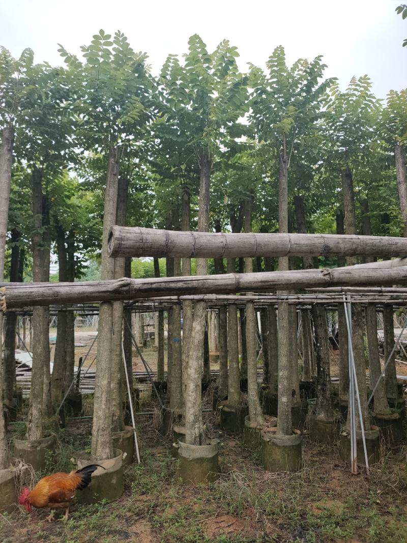 保质保量火焰木、细叶榄仁12-20公分