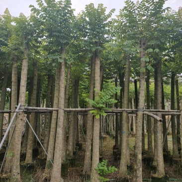 保质保量火焰木、细叶榄仁12-20公分