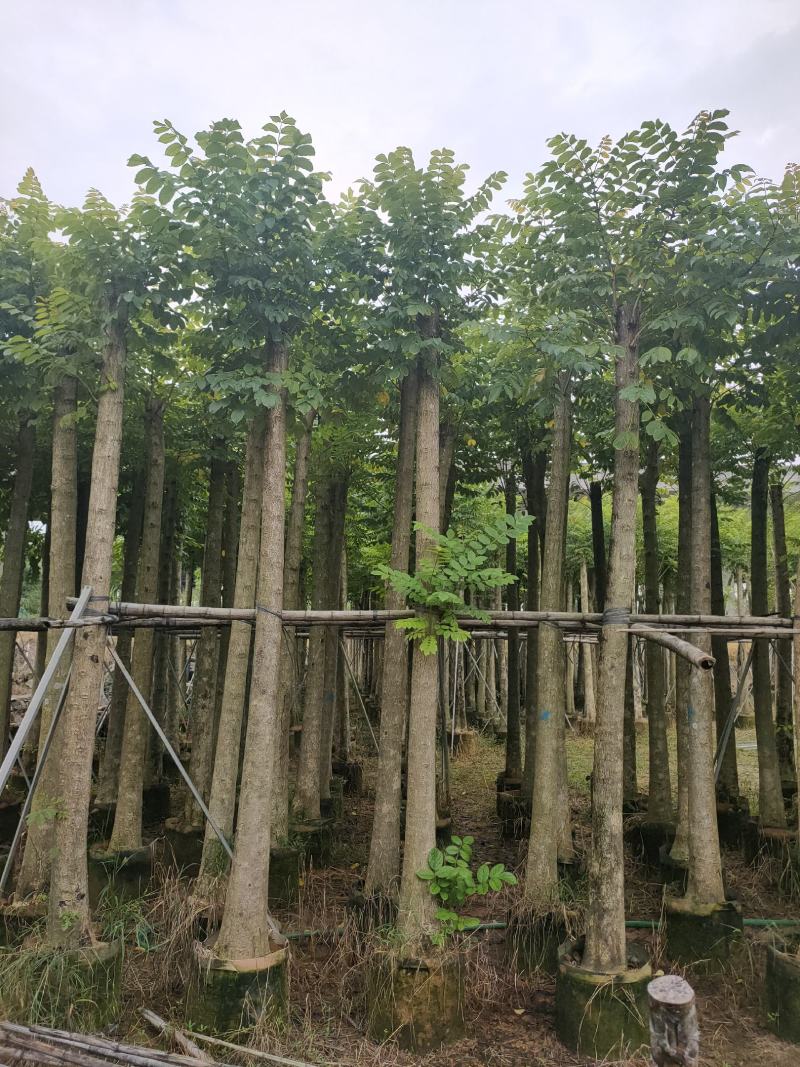 保质保量火焰木、细叶榄仁12-20公分