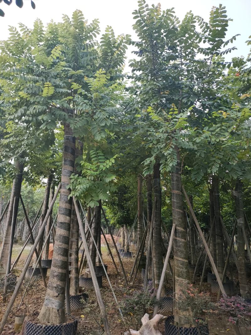 保质保量火焰木、细叶榄仁12-20公分