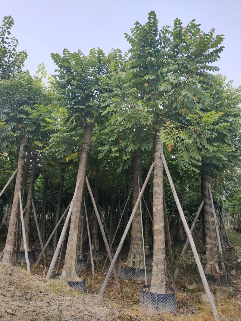 保质保量火焰木、细叶榄仁12-20公分