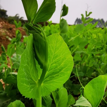 资阳市绿色基地种植豌豆尖批发出售欢迎全国客商订购