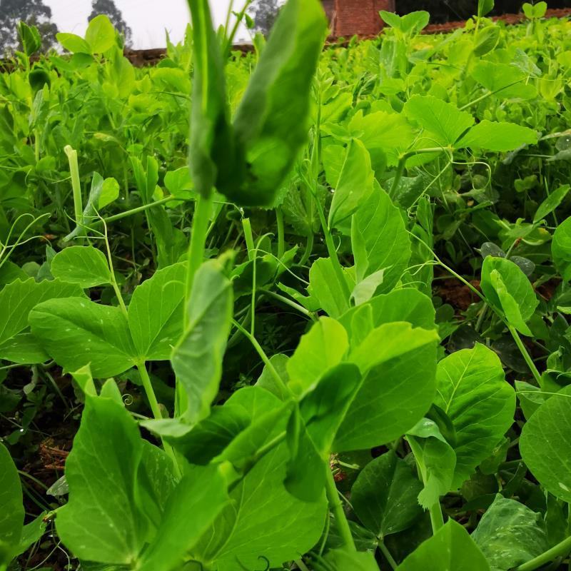 资阳市绿色基地种植豌豆尖批发出售欢迎全国客商订购