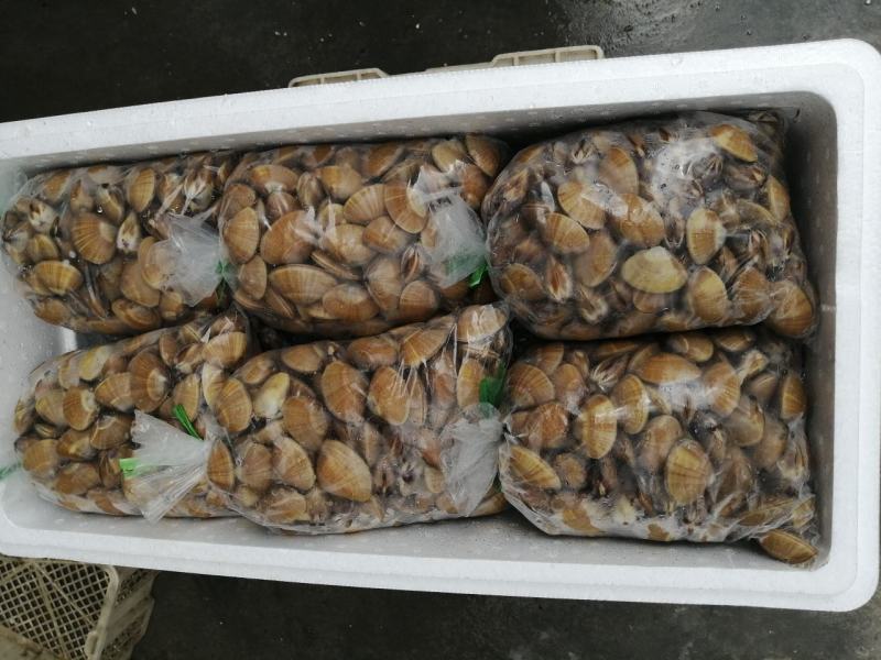 黄蚬子，香螺，海螺，红螺，钉螺