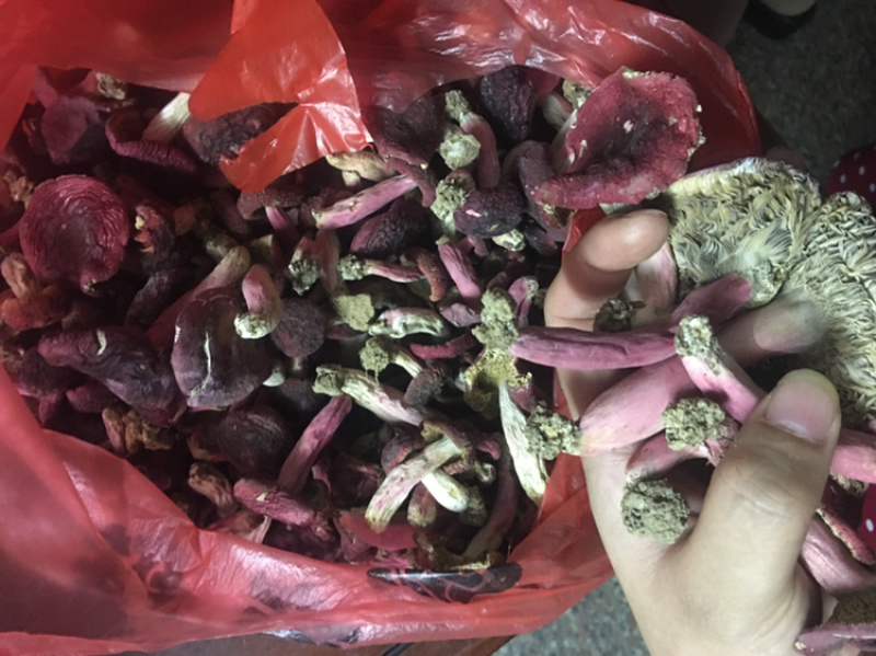 江西赣南正宗野生深山红菇蓝底红脚小脚带土肉厚
