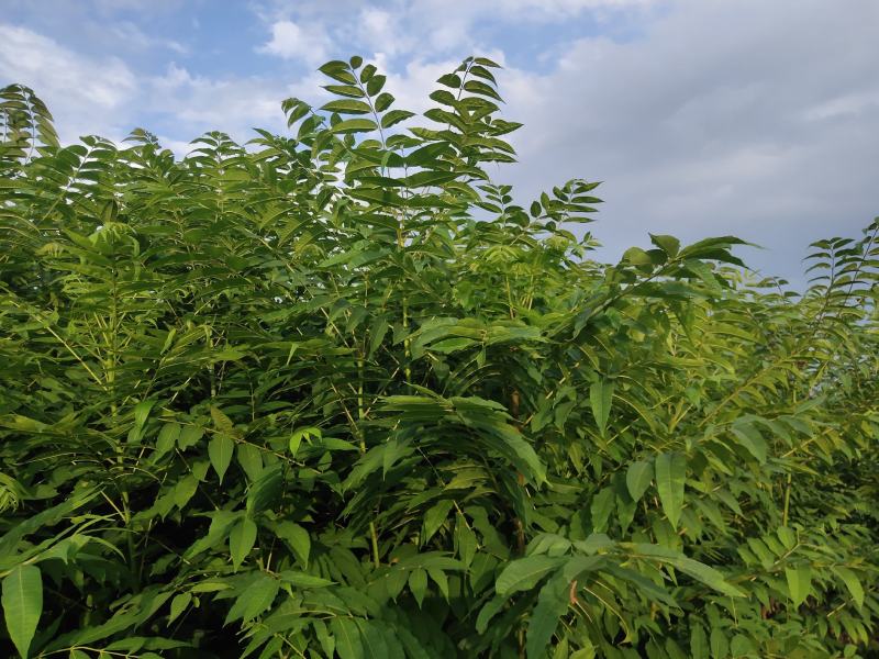红油香椿树苗，两年矮化苗，粗壮笔直，长势很好！