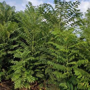 红油香椿树苗，两年矮化苗，粗壮笔直，长势很好！