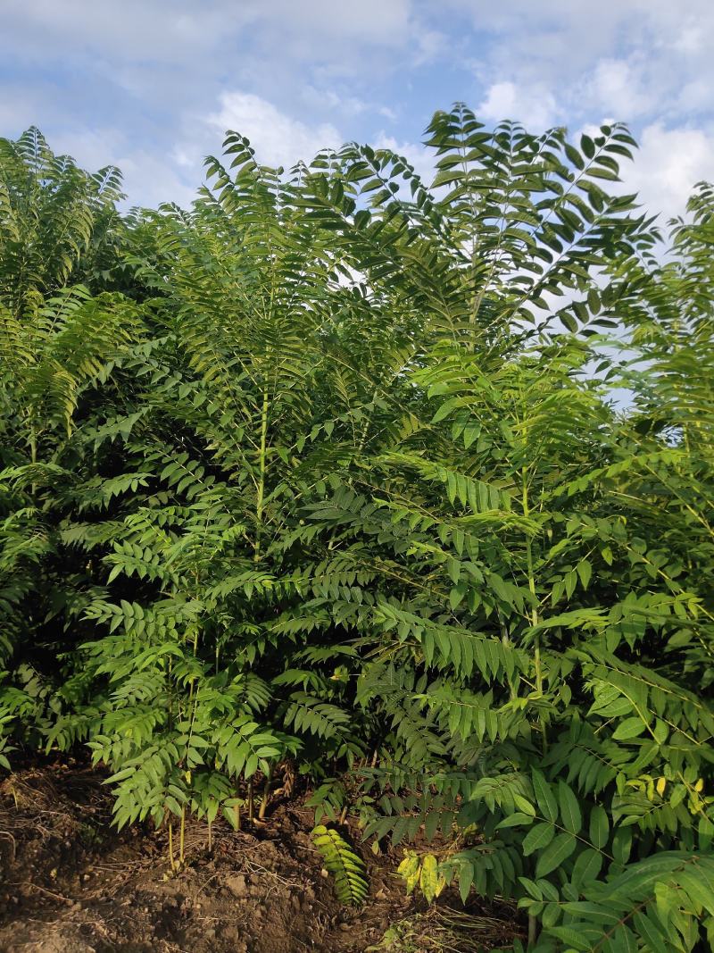 红油香椿树苗，两年矮化苗，粗壮笔直，长势很好！