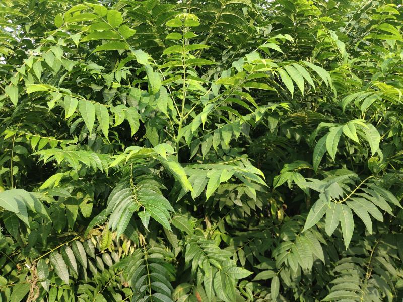 红油香椿树苗，两年矮化苗，粗壮笔直，长势很好！