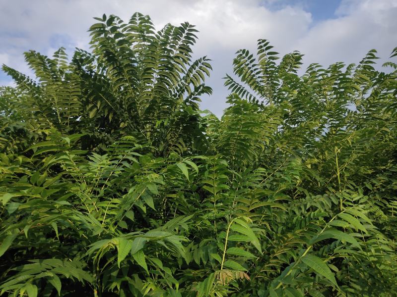 红油香椿树苗，两年矮化苗，粗壮笔直，长势很好！