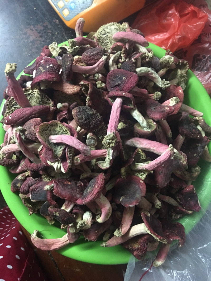 江西赣南正宗野生深山红菇蓝底红脚小脚带土肉厚