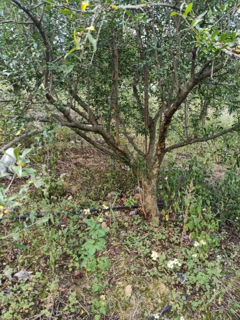 大量处理地径10一20公分果石榴树