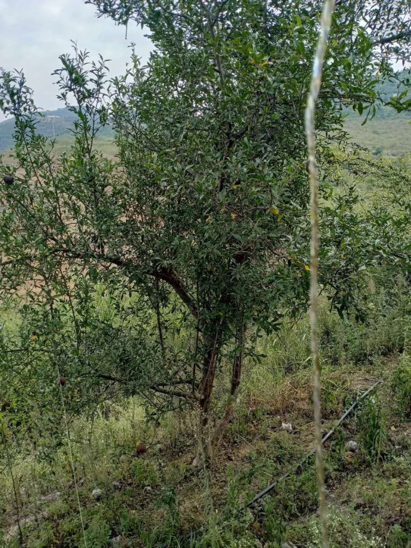 大量处理地径10一20公分果石榴树