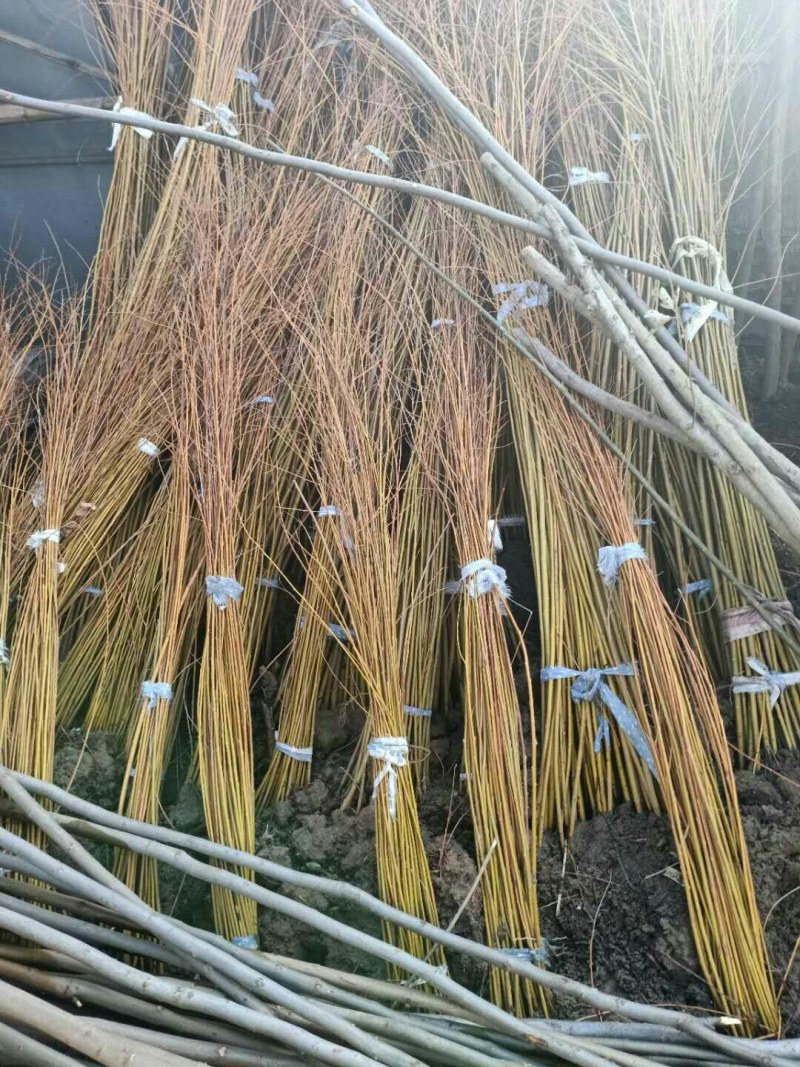垂柳，金丝垂柳，黄金柳，竹柳，青柳基地直销