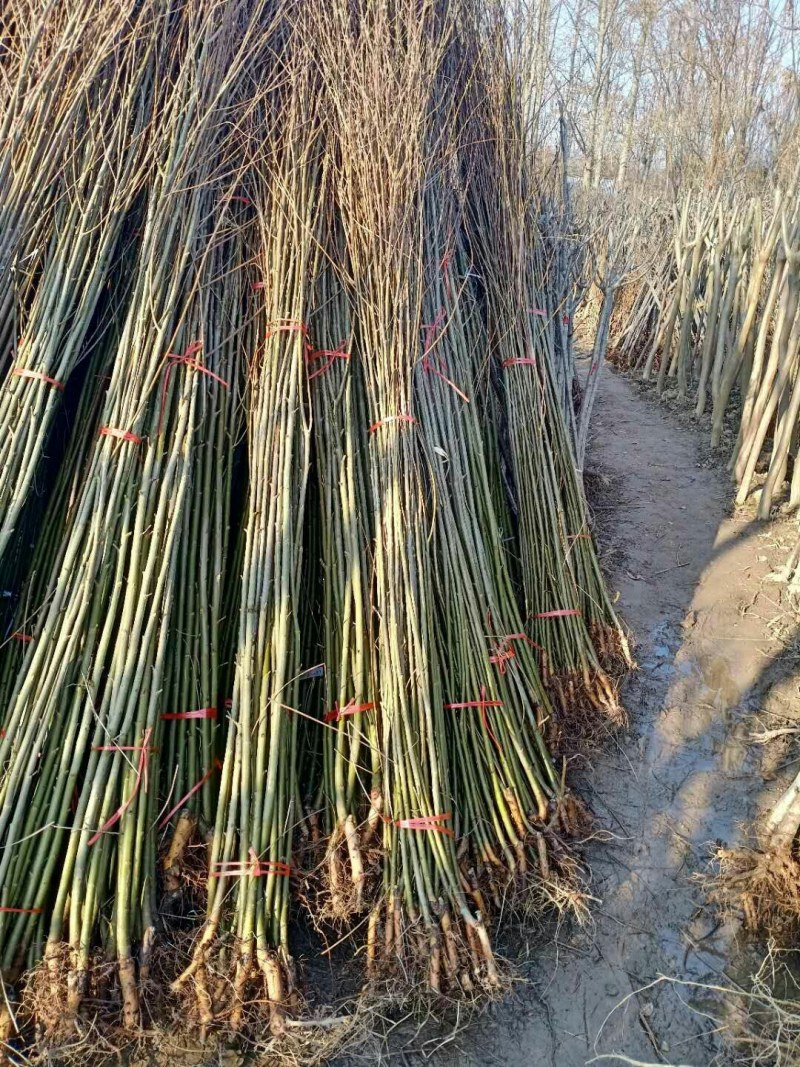垂柳，金丝垂柳，黄金柳，竹柳，青柳基地直销