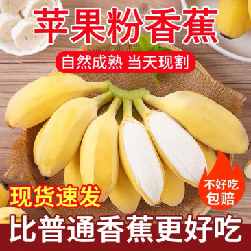 现摘香蕉2.6元/斤当时时令水果