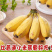 现摘香蕉2.6元/斤当时时令水果