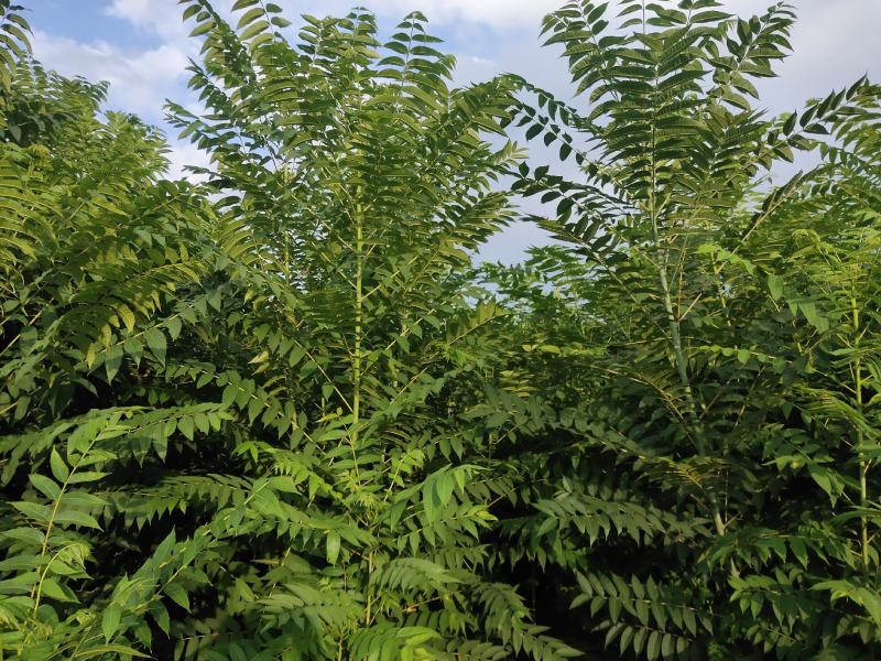 矮化红油香椿树苗，长势旺盛，茎杆粗壮，包成活