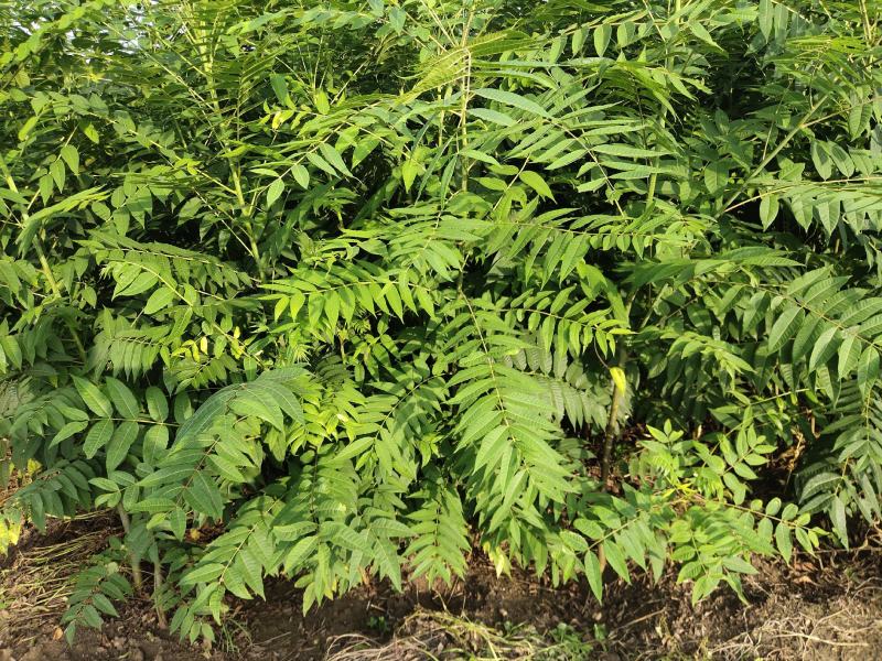 矮化红油香椿树苗，长势旺盛，茎杆粗壮，包成活