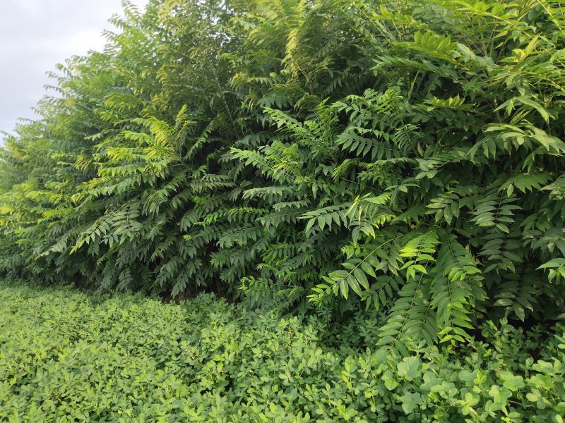 矮化红油香椿树苗，长势旺盛，茎杆粗壮，包成活
