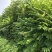矮化红油香椿树苗，长势旺盛，茎杆粗壮，包成活
