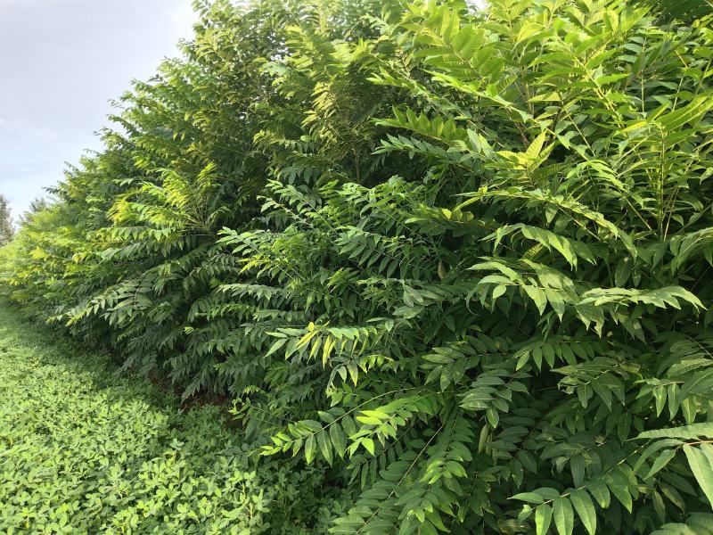 矮化红油香椿树苗，长势旺盛，茎杆粗壮，包成活