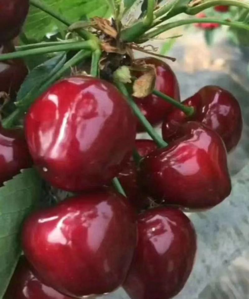 布鲁克斯樱桃苗现挖现卖保湿邮递