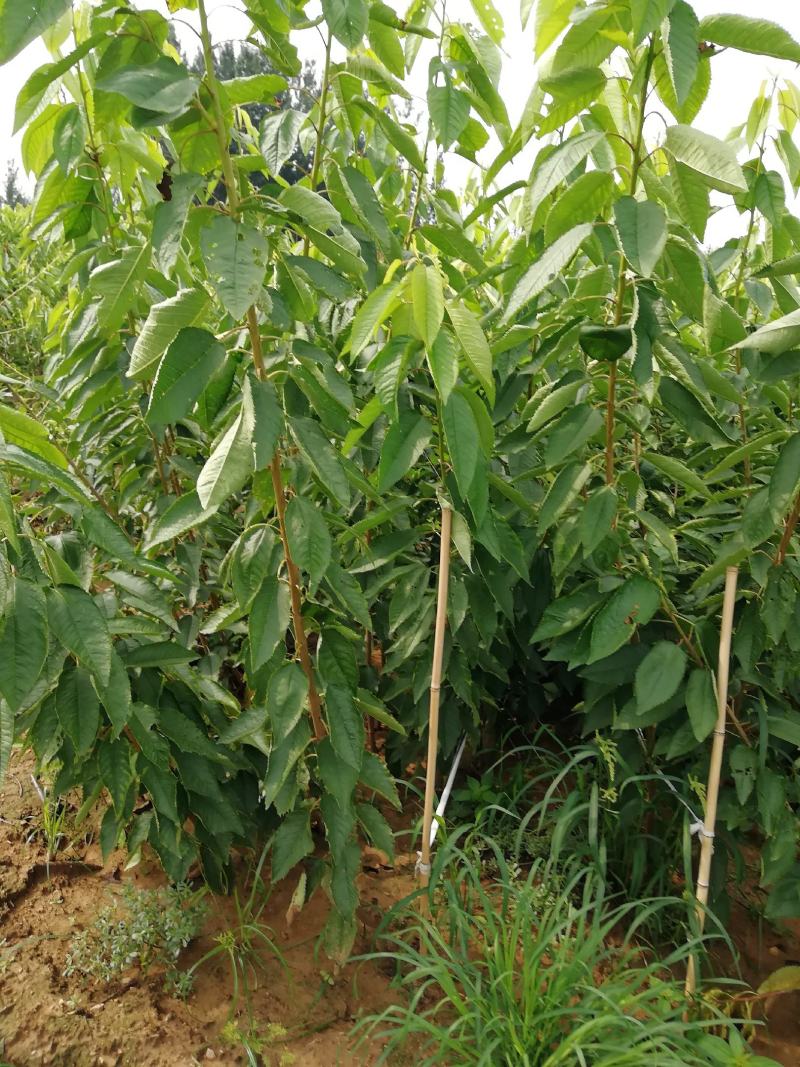布鲁克斯樱桃苗现挖现卖保湿邮递
