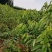 布鲁克斯樱桃苗现挖现卖保湿邮递