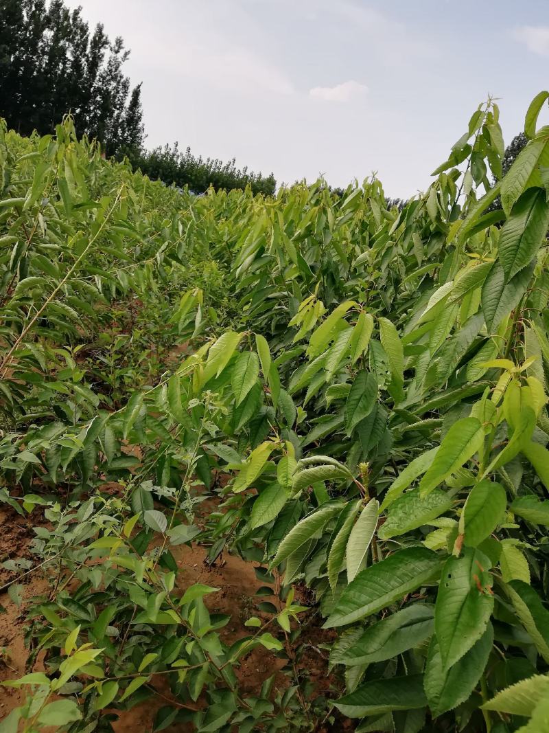 布鲁克斯樱桃苗现挖现卖保湿邮递