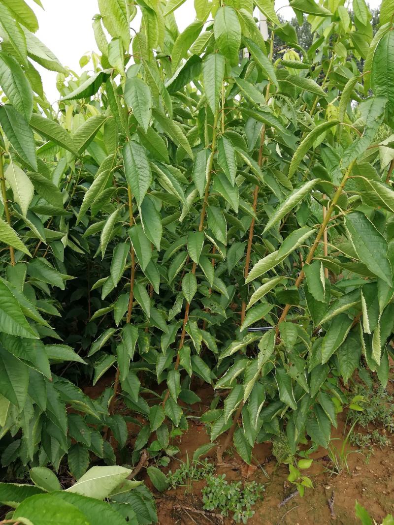 布鲁克斯樱桃苗现挖现卖保湿邮递