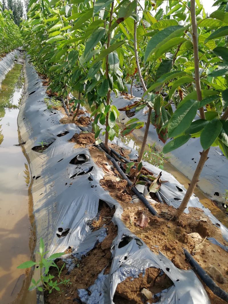 布鲁克斯樱桃苗现挖现卖保湿邮递