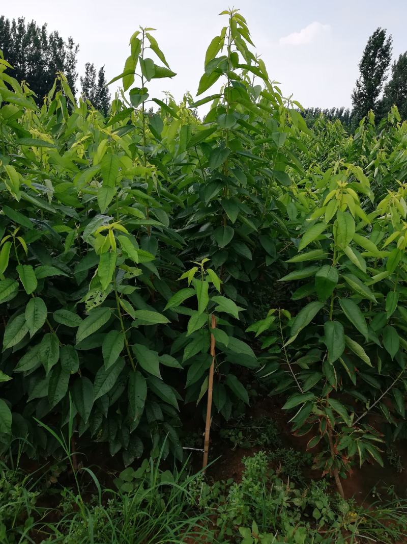 红灯笼樱桃苗一年苗二年苗三年苗品种好量大从优