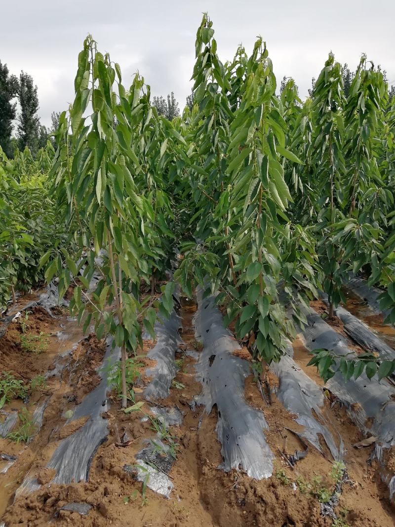 红灯笼樱桃苗一年苗二年苗三年苗品种好量大从优