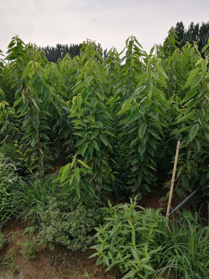 红灯笼樱桃苗一年苗二年苗三年苗品种好量大从优