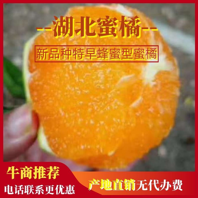 特早蜜橘，合作社直供，农商对接，无代办费