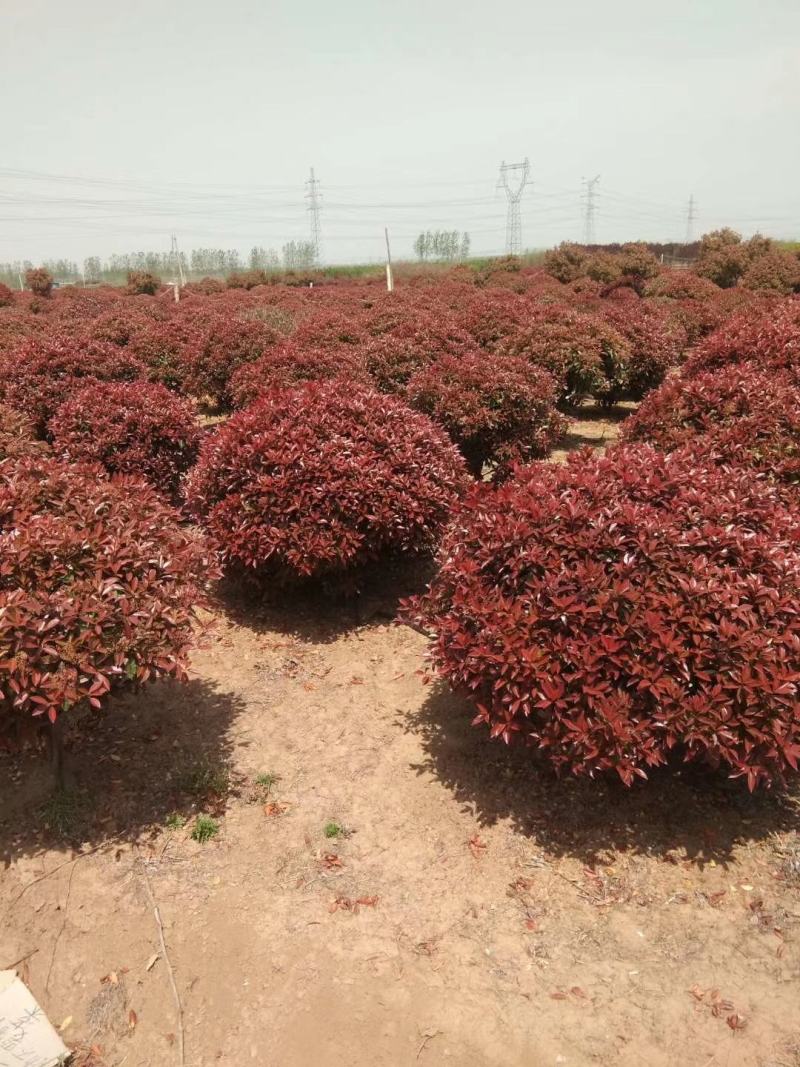红叶石楠球苗圃量大供应，红叶石楠球规格全面，低价批发