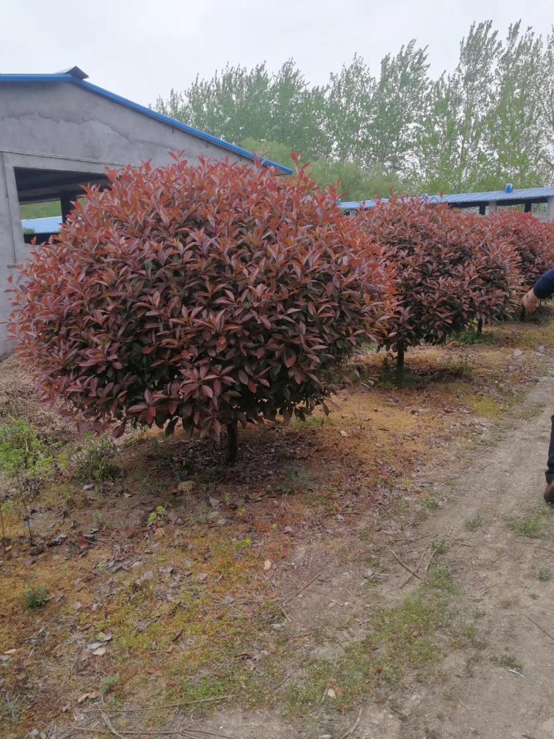 红叶石楠球苗圃量大供应，红叶石楠球规格全面，低价批发