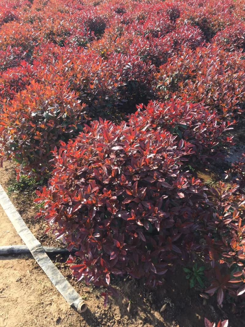 红叶石楠球苗圃量大供应，红叶石楠球规格全面，低价批发